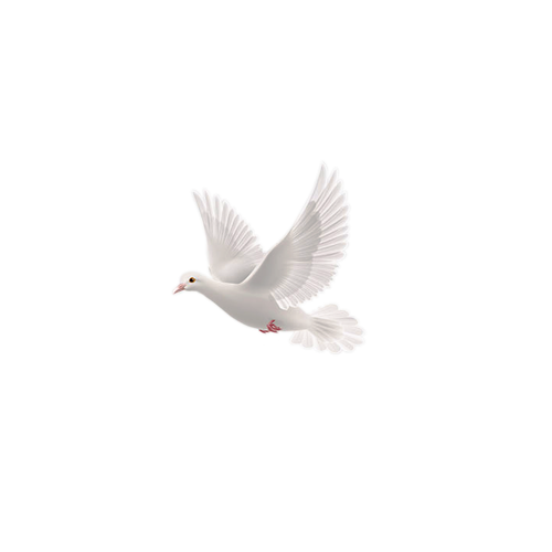 Computer Repair Miami white dove logo